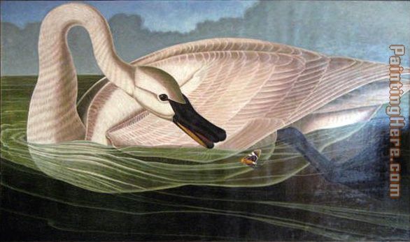 Swan predator painting - John James Audubon Swan predator art painting